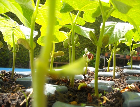 flor de huerta septimbre_octubre_207