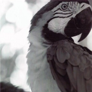 "Zanzíbar", el paraíso del periodismo de canje "Zanzíbar", el paraíso del periodismo de canje